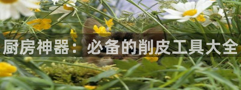 鸿运国际官网最新网站入口|厨房神器：必备的削皮工具大全
